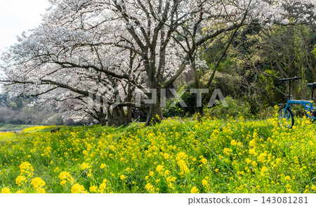 櫻花下的自行車影像(小山池青島) 櫻花下的自行車影像(小山池青島) 143081281