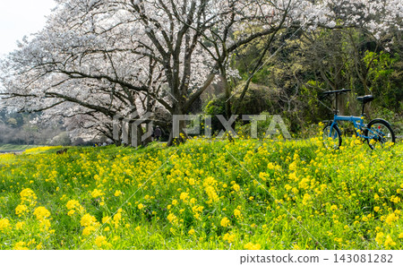 Cycling image under the cherry blossoms (Koyamaike Aoshima) Cycling image under the cherry blossoms (Koyamaike Aoshima) 143081282