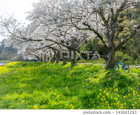 Cycling image under the cherry blossoms (Koyamaike Aoshima) Cycling image under the cherry blossoms (Koyamaike Aoshima) 143081283