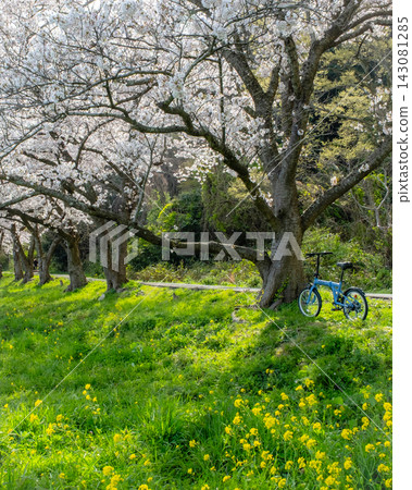 Cycling image under the cherry blossoms (Koyamaike Aoshima) Cycling image under the cherry blossoms (Koyamaike Aoshima) 143081285