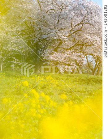Cycling image under the cherry blossoms (Koyamaike Aoshima) Cycling image under the cherry blossoms (Koyamaike Aoshima) 143081292