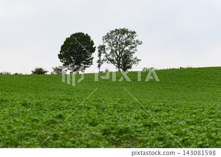 Parent and child trees in Biei in summer Parent and child trees in Biei in summer 143081598