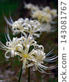The red spider lilies have bloomed. 143081767