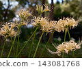 The red spider lilies have bloomed. 143081768