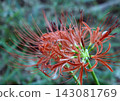 The red spider lilies have bloomed. 143081769
