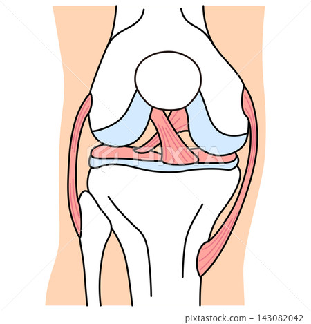 Structure of the knee joint: Front view, ligaments, and structure. Structure of the knee joint: Front view, ligaments, and structure. 143082042