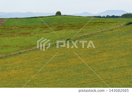 夏天秀麗風景 夏天秀麗風景 143082085