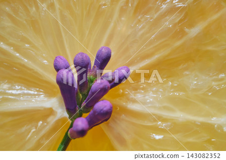 Purple lavender buds against bright yellow lemon slice showcasing color contrast and freshness Purple lavender buds against bright yellow lemon slice showcasing color contrast and freshness 143082352