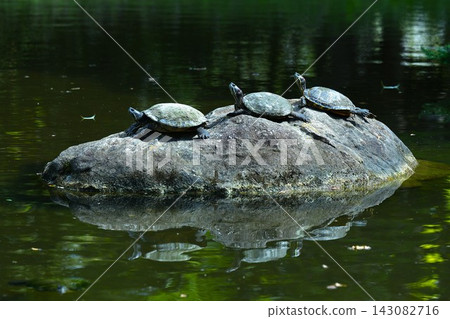 Three turtles basking in the sun on a rock. Three turtles basking in the sun on a rock. 143082716
