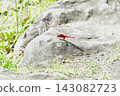 A scarlet damselfly perched on a rock by the water's edge. 143082723