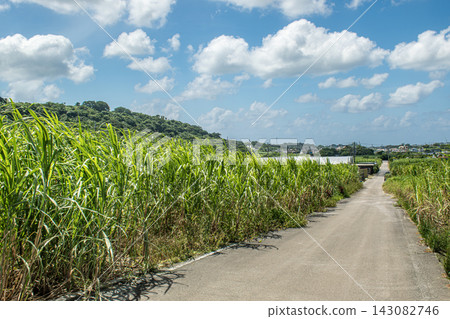沖繩縣八重瀨町的甘蔗田 143082746