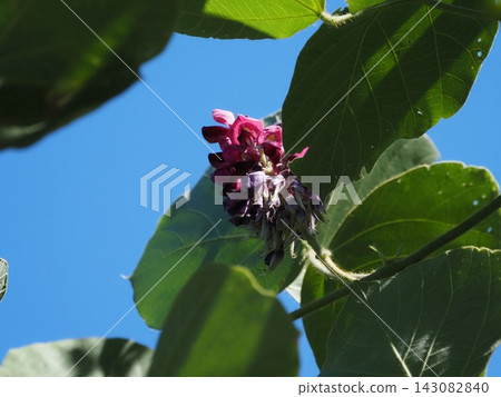 Autumn Nanakusa Flowers of the leguminous kudzu family Autumn Nanakusa Flowers of the leguminous kudzu family 143082840