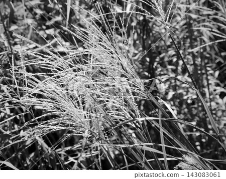 The seven autumn flowers: Grass (Miscanthus sinensis) The seven autumn flowers: Grass (Miscanthus sinensis) 143083061
