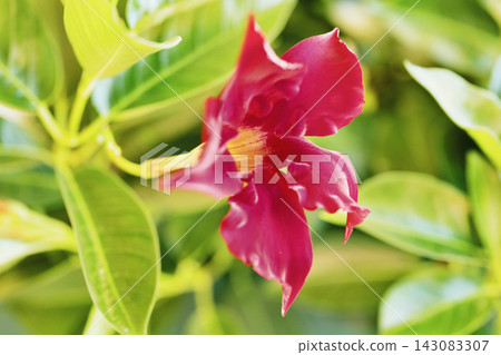Beautiful red flower of mandevilla -dipladenia Beautiful red flower of mandevilla -dipladenia 143083307