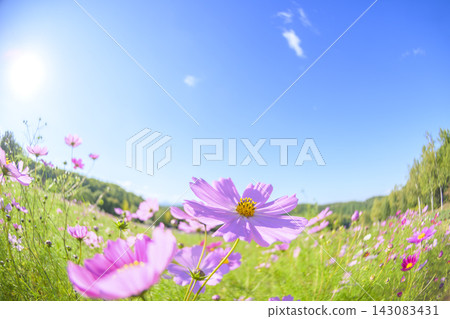 盛開的波斯菊(魚眼鏡頭) 盛開的波斯菊(魚眼鏡頭) 143083431
