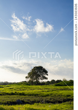 Single Tree in Green Field Under Bright Blue Sky Single Tree in Green Field Under Bright Blue Sky 143083606