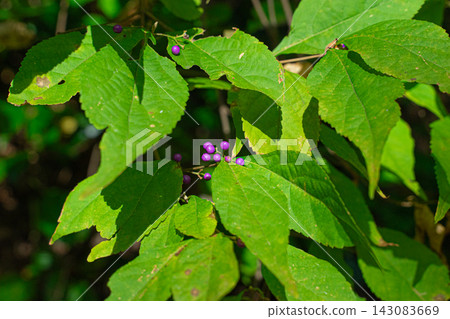 日本紫珠(Callicarpa japonica)綠葉間點綴著鮮豔的紫色漿果。 日本紫珠(Callicarpa japonica)綠葉間點綴著鮮豔的紫色漿果。 143083669