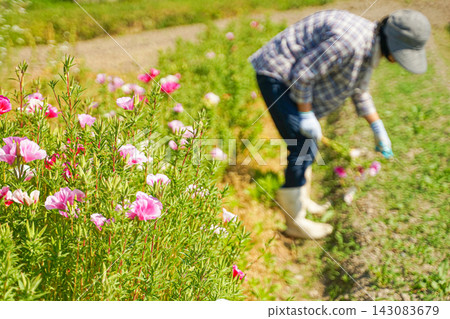 一位園丁正在陽光明媚的花田裡照料粉紅色和白色的金盞花(Clarkia amoena)。 一位園丁正在陽光明媚的花田裡照料粉紅色和白色的金盞花(Clarkia amoena)。 143083679