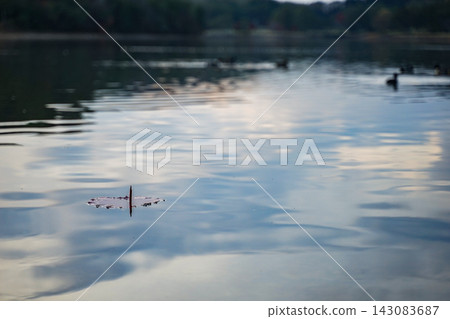 一片秋葉漂浮在平靜的池塘上,遠處可以看到水禽。 一片秋葉漂浮在平靜的池塘上,遠處可以看到水禽。 143083687