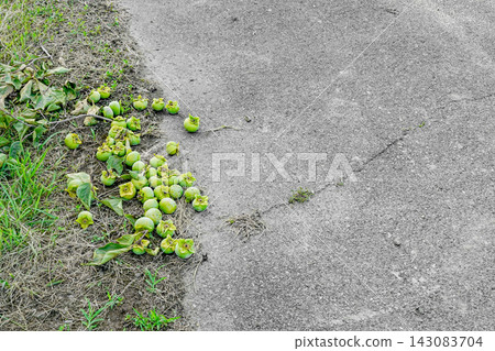 掉落在農場路邊的未成熟的番茄（Diospyros kaki） 143083704
