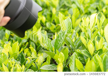 用於拍攝新鮮綠葉的相機和鏡頭 用於拍攝新鮮綠葉的相機和鏡頭 143083772