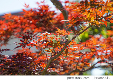 陽光明媚時,日本楓樹的紅葉閃閃發光。 陽光明媚時,日本楓樹的紅葉閃閃發光。 143083819