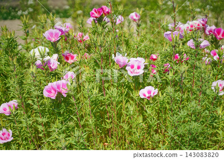 Pink and white godetia flowers blooming in the sunlight Pink and white godetia flowers blooming in the sunlight 143083820