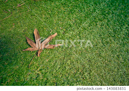 A single, dry maple leaf lay on the vibrant green ground. A single, dry maple leaf lay on the vibrant green ground. 143083831