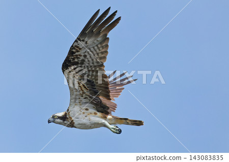 Osprey soaring through the clear autumn sky. 143083835
