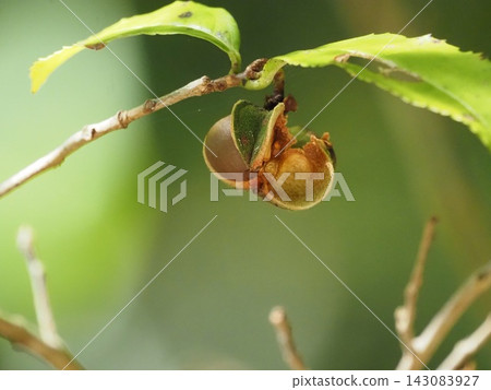 茶樹（Camellia sinensis）種子散播後的果實 143083927