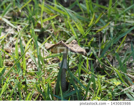 Amanita elegans (Amanita family) Amanita elegans (Amanita family) 143083986