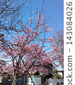 Blue sky and cherry blossoms 143084026
