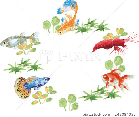 A full-color, circular illustration of ornamental fish and aquatic plants, in a hand-drawn, stylized style (circular frame, aquarium). A full-color, circular illustration of ornamental fish and aquatic plants, in a hand-drawn, stylized style (circular frame, aquarium). 143084053