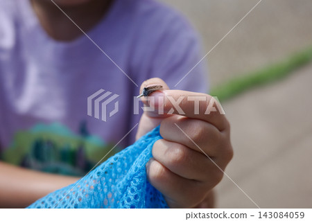 A child's hands holding a small butterfly and a blue insect net. A child's hands holding a small butterfly and a blue insect net. 143084059