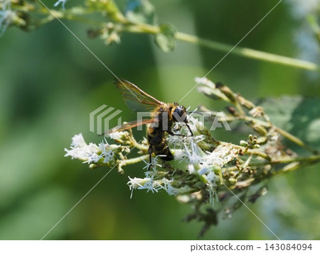A yellow-eared longhorned wasp visiting the flowers of the brown-eared bulbul A yellow-eared longhorned wasp visiting the flowers of the brown-eared bulbul 143084094