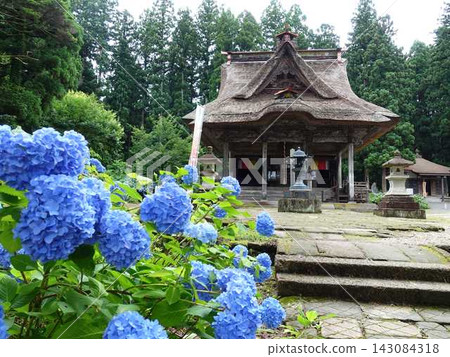 Hydrangea in full bloom Hydrangea Sasano Kannon-do Hydrangea in full bloom Hydrangea Sasano Kannon-do 143084318