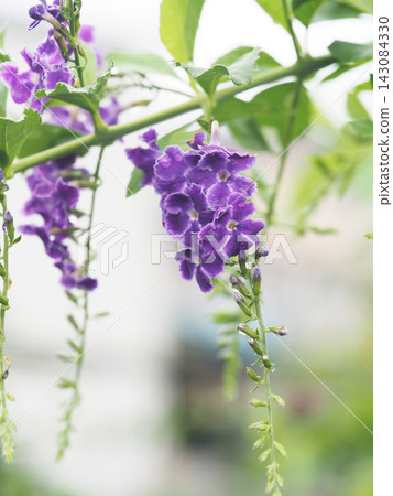 A close-up of the flowers and buds of the purple Duranta 'Takarazuka' against a cloudy autumn sky. A close-up of the flowers and buds of the purple Duranta 'Takarazuka' against a cloudy autumn sky. 143084330