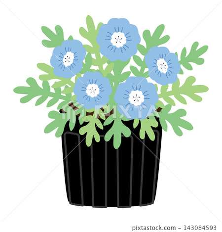 簡單的藍色花苗,花苗 簡單的藍色花苗,花苗 143084593