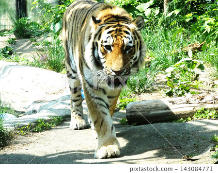 Amur Tora Amur Tora 143084771