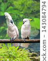 Two white cockatoo parrots perched on tree branch 143084794