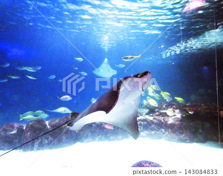 Sanpiaza Aquarium Sanpiaza Aquarium 143084833