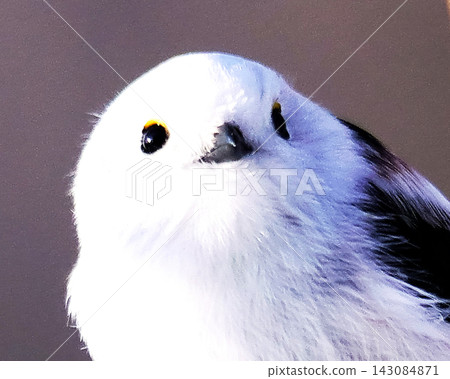 Shimaenaga Shimaenaga 143084871