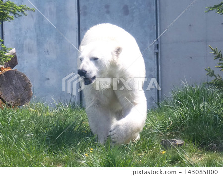 Polar bear Polar bear 143085000