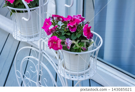 Pink petunias in white flower pots on decorative metal bicycle planter Pink petunias in white flower pots on decorative metal bicycle planter 143085021