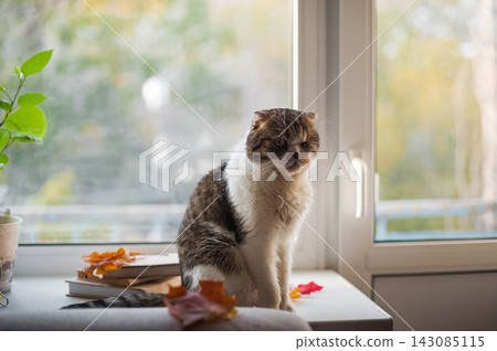Cozy cat sitting by window with autumn leaves and books at home Cozy cat sitting by window with autumn leaves and books at home 143085115