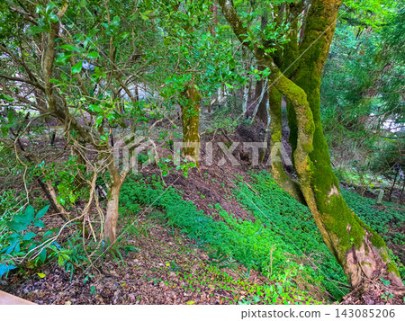A landscape of moss-covered ancient trees and a deep, tranquil forest. A landscape of moss-covered ancient trees and a deep, tranquil forest. 143085206
