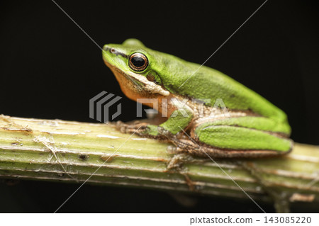 Eastern Dwarf Tree Frog Eastern Dwarf Tree Frog 143085220