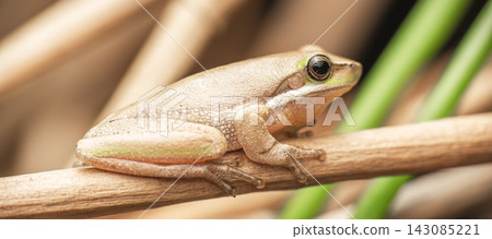 Eastern Dwarf Tree Frog Eastern Dwarf Tree Frog 143085221