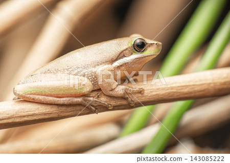 Eastern Dwarf Tree Frog Eastern Dwarf Tree Frog 143085222