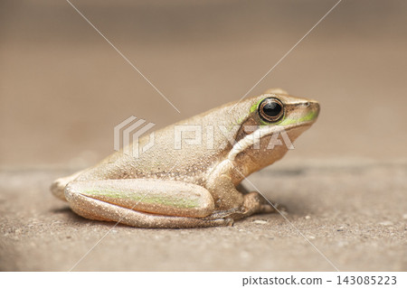 Eastern Dwarf Tree Frog Eastern Dwarf Tree Frog 143085223
